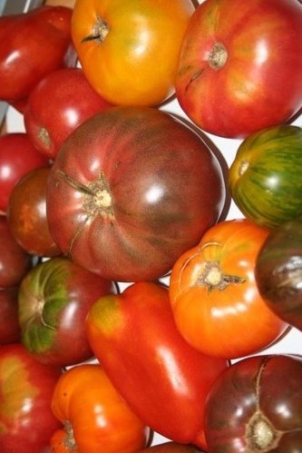 Real
        Tomatoes