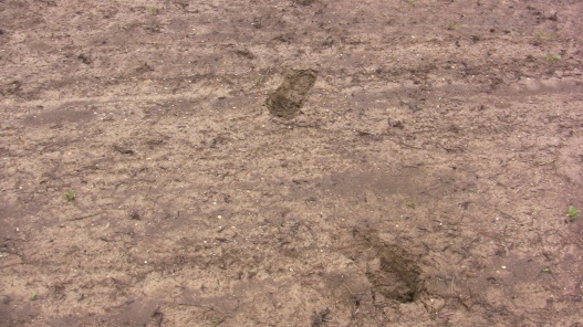 Muddy Footprints to
        retrieve Shaken, Not Stirred